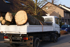 Holz-Abtransport